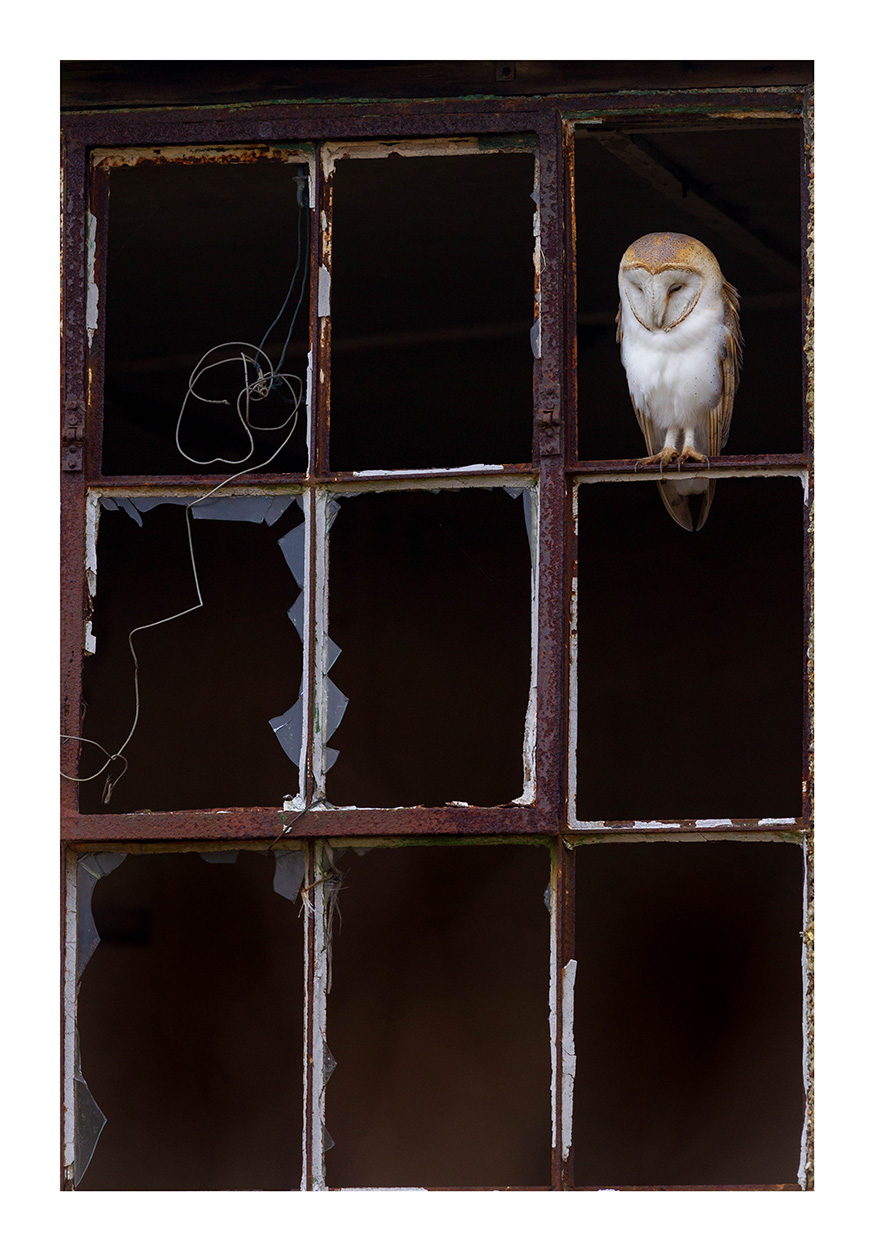 Barn Owl Window