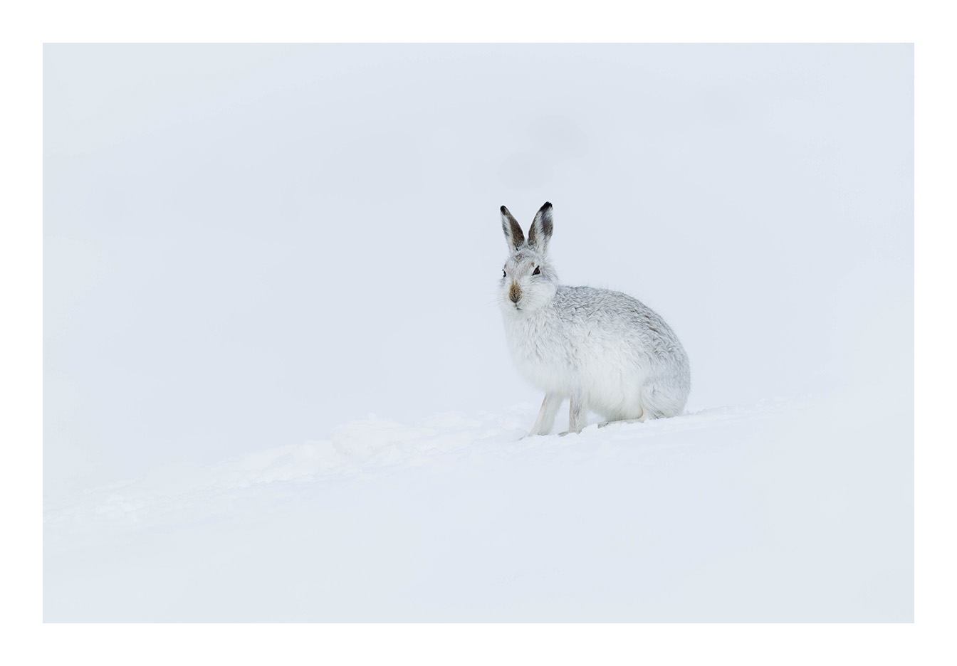 Montain Hare