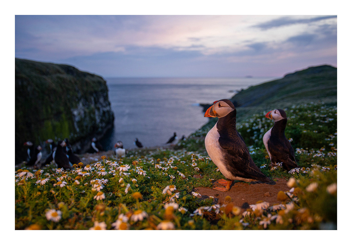 Puffins' at the Wick
